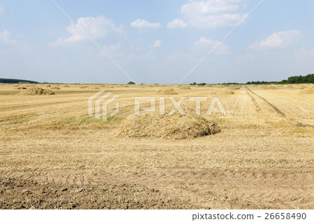 agricultural field with cereal   26658490