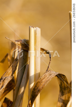 wheat field after harvest   26658648