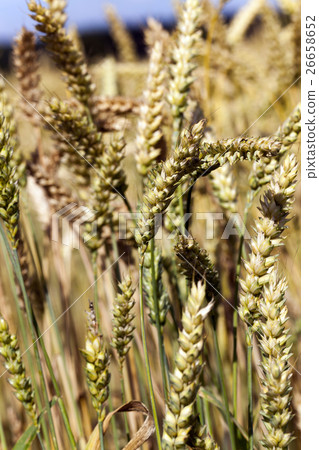 grow ripe cereals 26658652