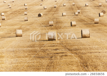 harvest of cereals harvest of cereals 26658656