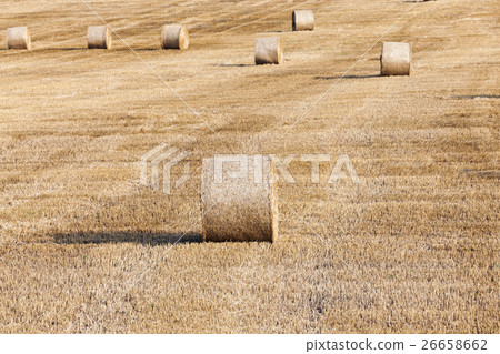 haystacks in a field of straw   26658662