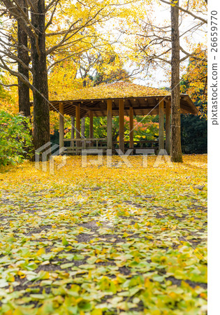 Ginkgo autumn leaves autumn Chiba prefecture Chiba city green ward Showa forest Ginkgo autumn leaves autumn Chiba prefecture Chiba city green ward Showa forest 26659770