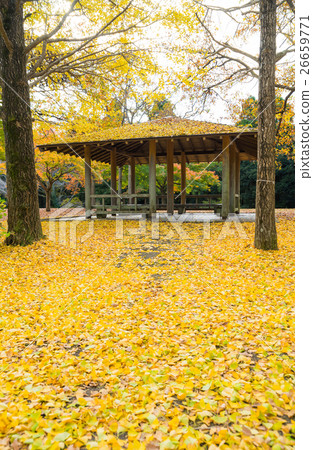 Ginkgo autumn leaves autumn Chiba prefecture Chiba city green ward Showa forest 26659771