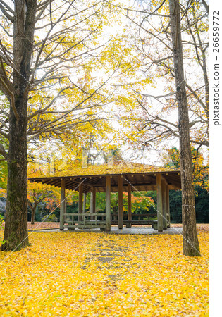 Ginkgo autumn leaves autumn Chiba prefecture Chiba city green ward Showa forest 26659772