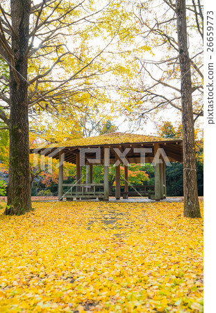 銀杏秋葉秋天千葉縣千葉市綠色區昭和森林 銀杏秋葉秋天千葉縣千葉市綠色區昭和森林 26659773