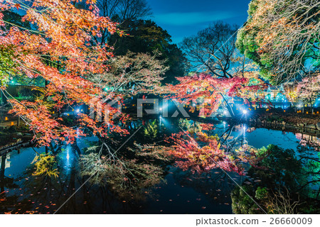 Autumn leaves light up - Aikari Akari 26660009