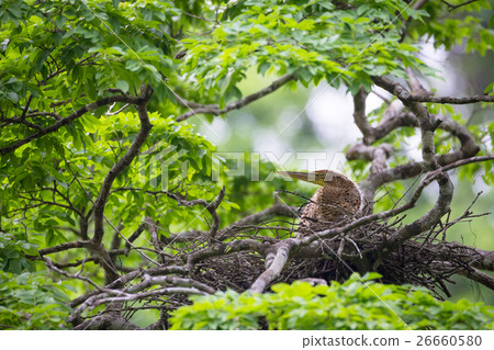 Young tiger heron in treetop nest 26660580
