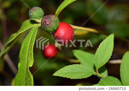 成熟的inoo bewa的果實 成熟的inoo bewa的果實 26660718