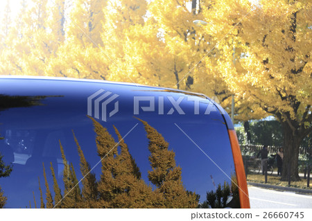 東京神宮外苑銀杏樹在窗口排列著樹木 26660745