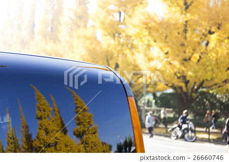 東京神宮外苑銀杏樹在窗口排列著樹木 26660746