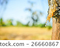 Yellow drop of resin on the tree in rice field  26660867