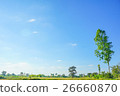 Eucalyptus in rice field on sky background  26660870