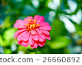 Zinnia 26660892