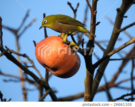 In Japan there is a culture called persimmons. I left a little, put the feelings of sharing for wild birds and harvest prayers. 26661108