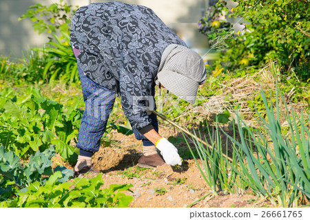 Agriculture grandma 26661765