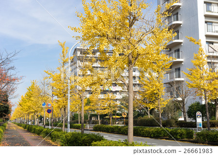 銀杏樹和日本的住宅區 銀杏樹和日本的住宅區 26661983