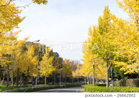 Ginkgo biloba lined with yellow leaves along the road 9 Ginkgo biloba lined with yellow leaves along the road 9 26662002
