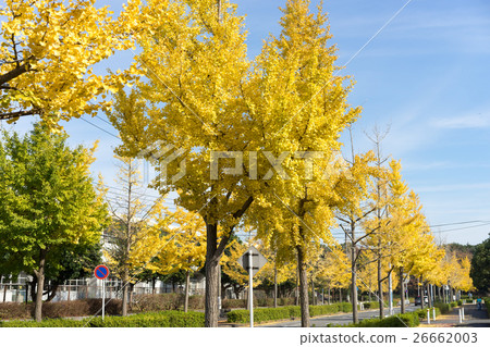 Ginkgo biloba lined with yellow leaves along the road 10 26662003