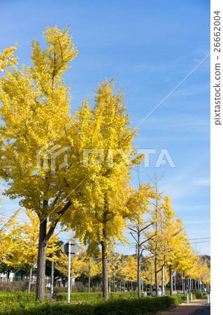 Ginkgo biloba lined with yellow leaves along the road 11 26662004