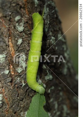 Creatures Insects Mosmus, larvae. A large caterpillar about eight centimeters wide. White spots, with a tail attached to its head 26662534