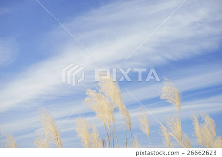 Ear of Susuki in late autumn 10 26662623