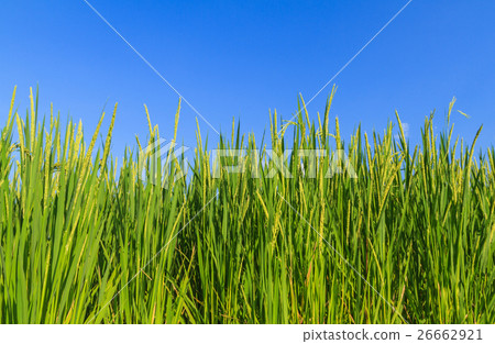 Rice plant with grain. 26662921