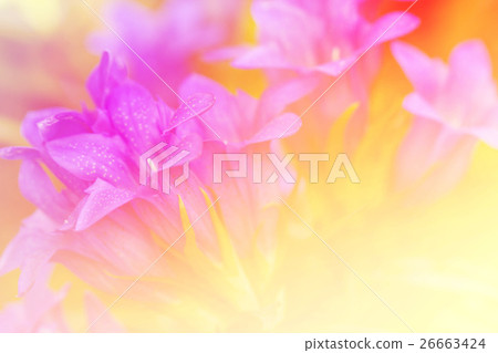 Beautiful flowers with Soft Focus Color Filtered . 26663424
