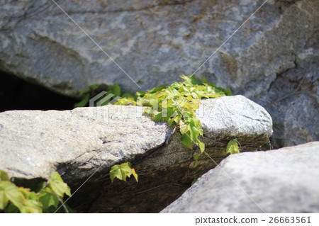 粗糙的岩石和常春藤豆芽 26663561