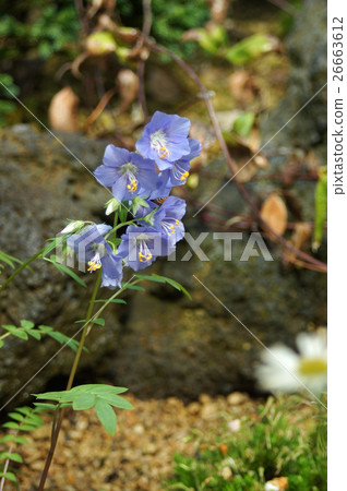 Ezo Hanashinobu Ezo Hanashinobu 26663612