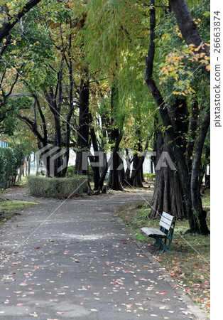 Park bench in front of autumn leaves Part 2 26663874