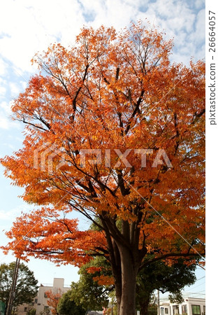 The beginning of autumn leaves is wonderful 26664057