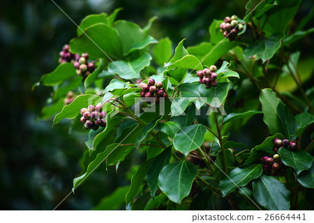 Cacremo紅色成熟成熟果子 Cacremo紅色成熟成熟果子 26664441