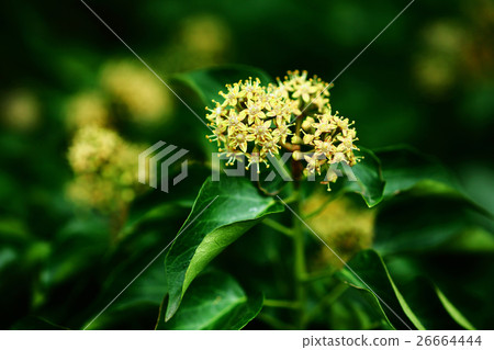 Flower full of flowers Flower full of flowers 26664444