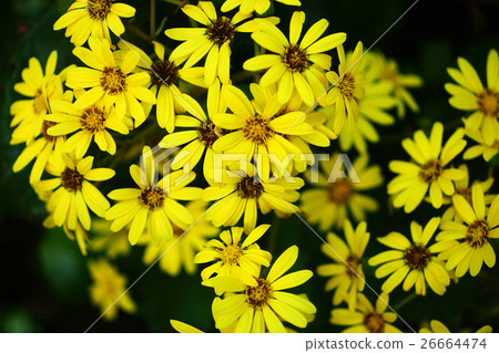 Flowers of swarming blooming swarms 26664474