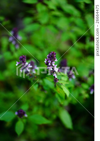 Herb Sage flower 26664475