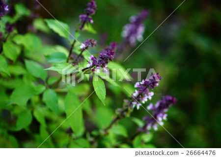 Herb Sage flower 26664476