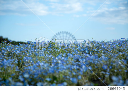 Nemophila山_ 02 Nemophila山_ 02 26665045