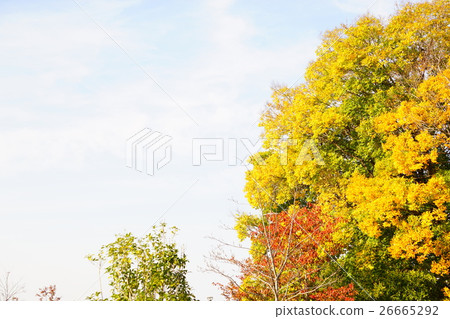 Fall scenery 44 26665292
