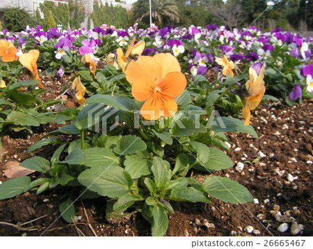 白色和藍色花和橙色紫羅蘭 26665467