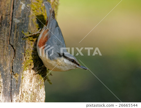 Nuthatch (Sitta europea) 26665544