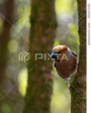 Hawfinch, male on the tree , vertical Hawfinch, male on the tree , vertical 26665568