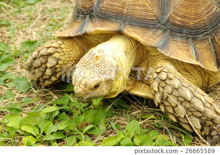 Tortoise Tortoise 26665589