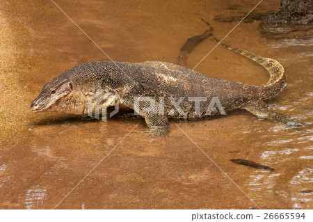 Water Monitor lizard Water Monitor lizard 26665594