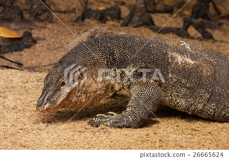 Water monitor lizard Water monitor lizard 26665624