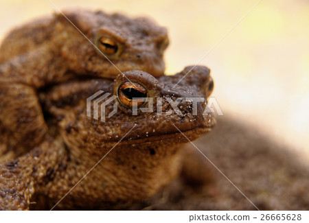Portrait of the female the common toad 26665628