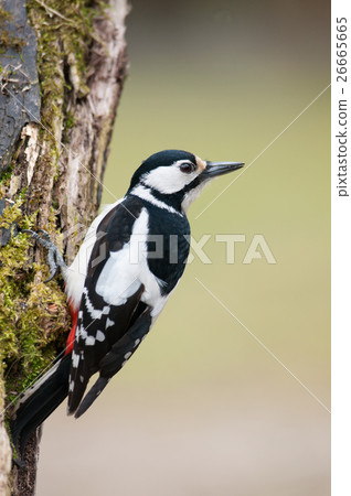 Female the great spotted woodpecker on the trunk 26665665