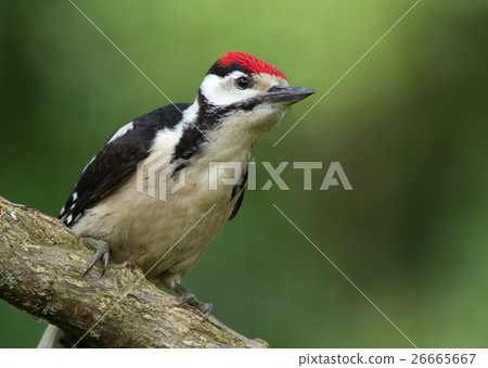 Young male great spotted woodpecker 26665667