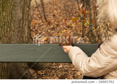 Squirrel eaten from the hand of man.Horizontal. 26665762