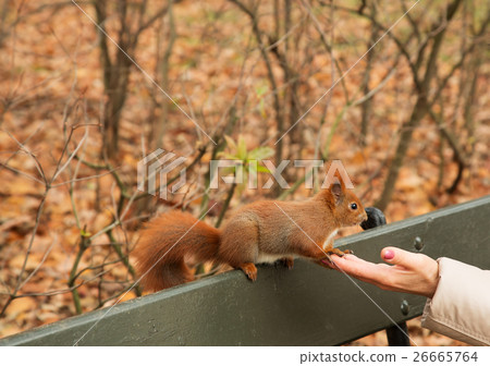 Squirrel enters the woman's hand.Horizontal. 26665764