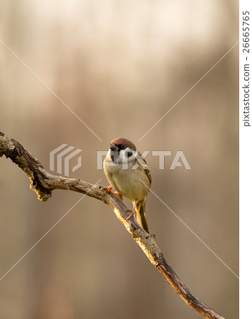 Tree sparrow (Passer montanus) sitting on a branch 26665765